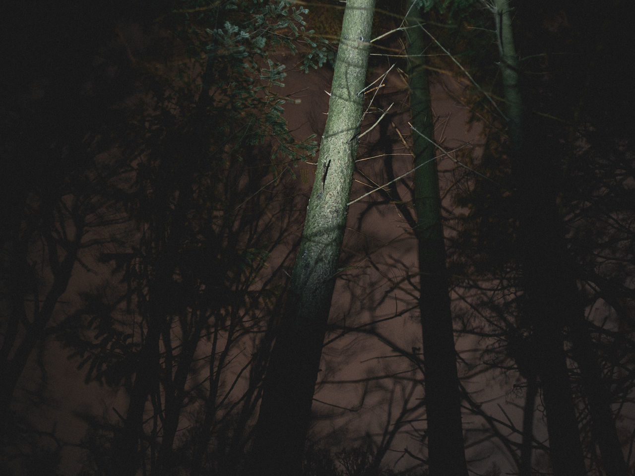 darkness, tree, plant, fog, forest, nature, light, land, no people, branch, trunk, tree trunk, sunlight, bare tree, tranquility, growth, woodland, outdoors, beauty in nature, morning, low angle view, non-urban scene, reflection