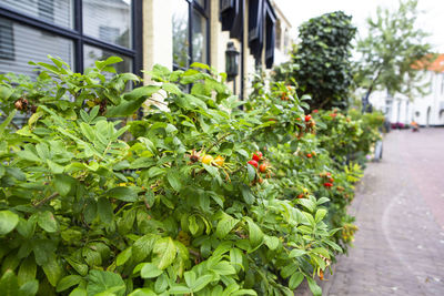 Close-up of flowering plants