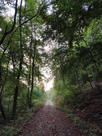 Road amidst trees in forest