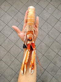 High angle view of hand holding scampo