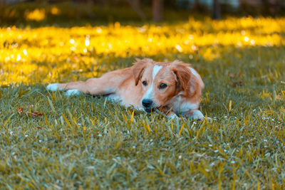 Dog relaxing on field