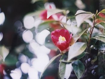 Close-up of red flowers