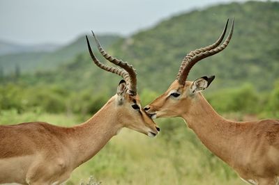 Two impalas licked each other in the kruger national park, south africa