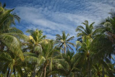 Low angle view of palm trees against sky