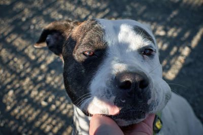 Portrait of hand holding dog