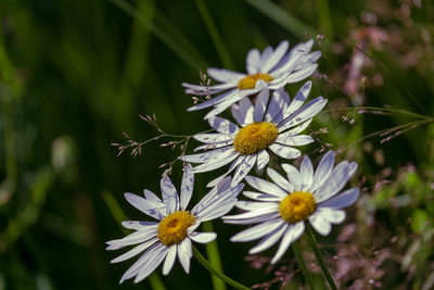 Close-up of white butterfly on purple flowering plant