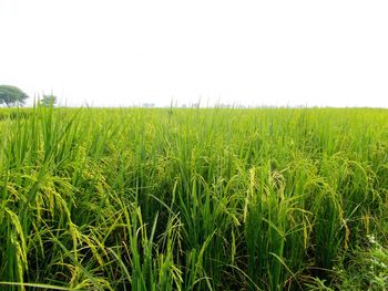 Scenic view of agricultural field against clear sky