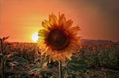 Close-up of sunflower on field against orange sky