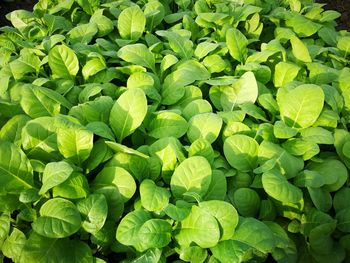 Full frame shot of green leaves