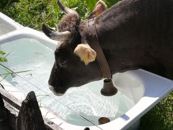 High angle view of dog drinking water