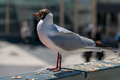 Close-up of seagull perching on railing