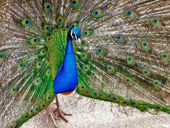 Close-up of fanned out peacock