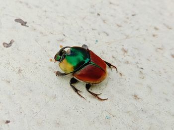 High angle view of insect on land