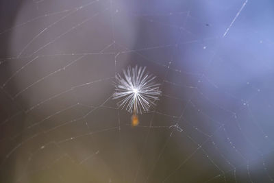 Close-up of spider on web