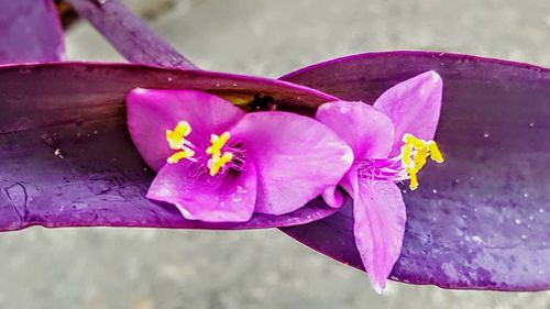 Close-up high angle view of pink flower