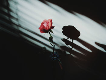 Close-up of rose against wall