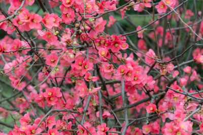 Close-up of pink cherry blossoms in spring