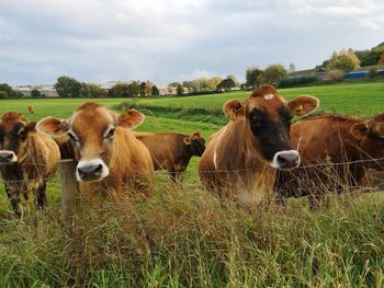 Cows on field