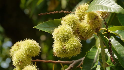 Castanea sativa, unripe prickly fruit at tree