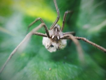 Close-up of spider