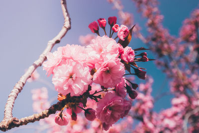 Close-up of pink cherry blossom