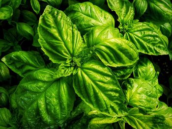 Full frame shot of green leaves