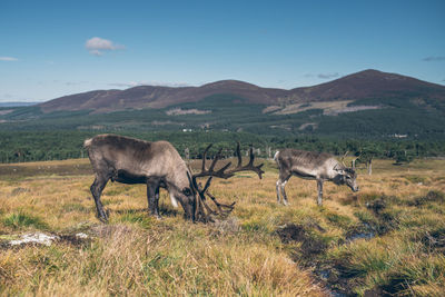 Horses in a field