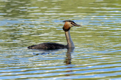 Duck swimming on lake