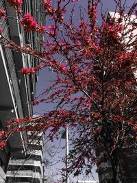 Low angle view of trees against sky