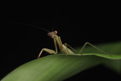 Close-up of insect over black background