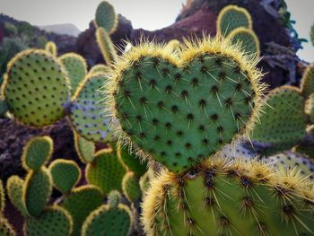 Close-up of prickly pear cactus