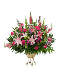 Close-up of pink flowers against white background