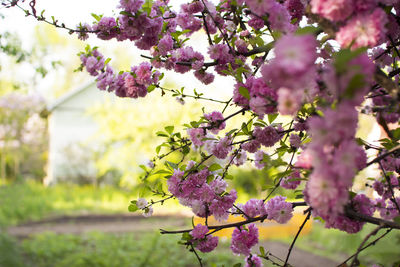 Cherry blossoms in spring