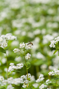 Close-up of bee on white flowers