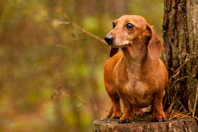 Close-up of a dog looking away