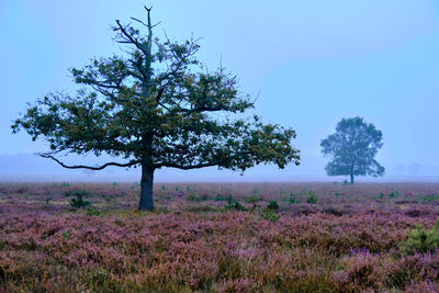 Lone tree surrounded by purple heather blooming on westerheide moorland in hilversum, holland