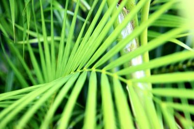 Full frame shot of palm leaf