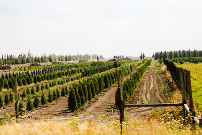 Rows of plants in field by fence