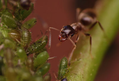 Close-up of ant on leaf