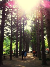 Sun shining through trees