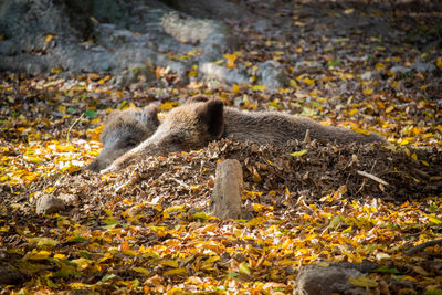 Side view of an animal on land