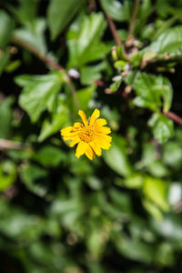 Close-up of yellow flower blooming outdoors