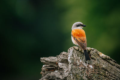 Close-up of bird perching on tree trunk