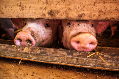 Close-up of a pig in pen