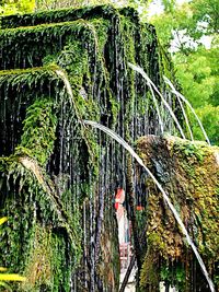 Plants growing on field