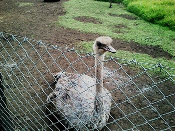 High angle view of bird perching on chainlink fence