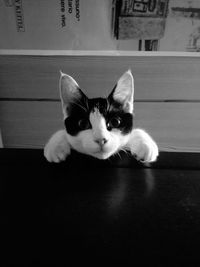 Portrait of cat on floor at home