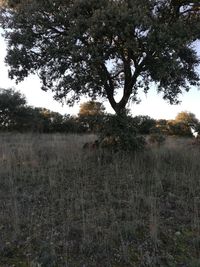 Trees on field against sky