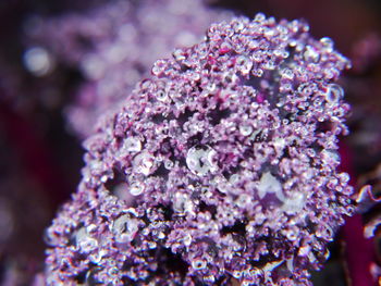 Close-up of purple flowers against blurred background