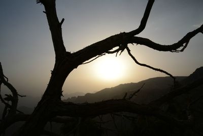 Bare trees on landscape at sunset